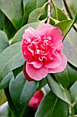 Camellia Elizabeth Le Bey