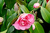 Camellia Elizabeth Le Bey