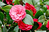 Camellia Hippolyte Thoby