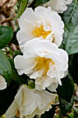 Camellia Fostine