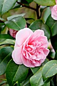 Camellia Debutante