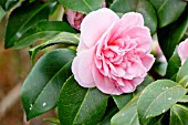 Camellia Debutante