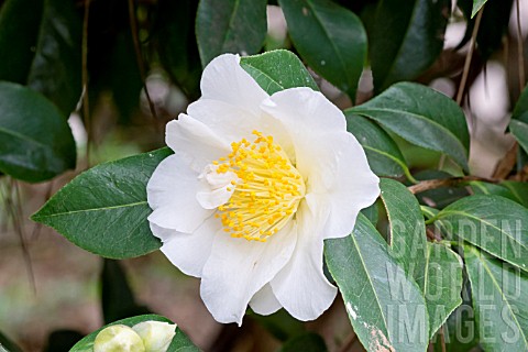 Camellia_Silver_Waves