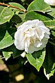 Camellia Madame Charles Blard