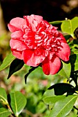 Camellia Georges Durivault