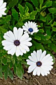 Osteospermum ecklonis Serenity White