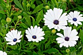 Osteospermum ecklonis Serenity White