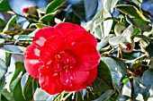 Camellia Gigantea