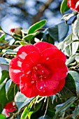 Camellia Gigantea