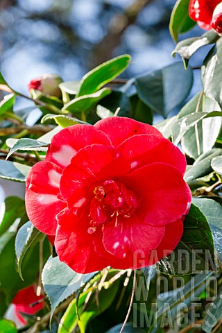 Camellia_Gigantea