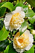 Camellia Brushfields Yellow