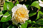 Camellia Brushfields Yellow