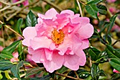 Camellia Mary Phoebe Taylor