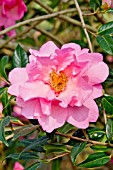 Camellia Mary Phoebe Taylor