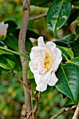 Camellia Floradora Girl