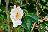 Camellia Floradora Girl