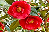 Camellia Adolphe Audusson