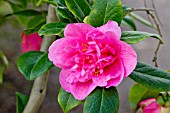 Camellia Innovation