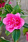 Camellia Innovation