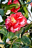 Camellia Madame Picouline