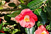 Camellia Jupiter
