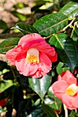 Camellia Jupiter