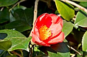 Camellia Sylvia