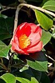 Camellia Sylvia