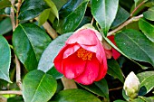 Camellia Sylvia