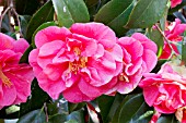 Camellia Gloire de Nantes