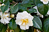 Camellia Surpasse Nobilissima