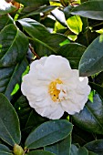 Camellia Surpasse Nobilissima