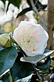 Camellia Elegans Champagne