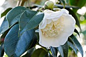 Camellia Elegans Champagne