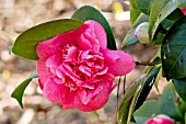 Camellia Triumphans