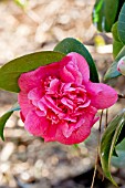 Camellia Triumphans