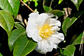 Camellia Surpasse Nobilissima