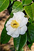 Camellia Surpasse Nobilissima