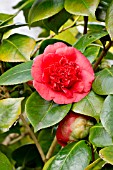 Camellia Daviesii