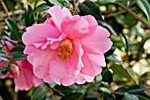 Camellia Mary Phoebe Taylor