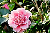 Camellia Hawaii