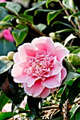 Camellia Hawaii