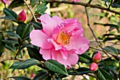 Camellia Mary Phoebe Taylor