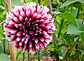 Dahlia Edimbourg