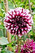 Dahlia Edimbourg