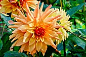 Dahlia French Cancan