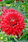 Dahlia Christie Red