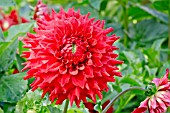 Dahlia Christie Red