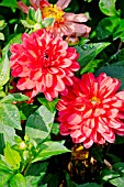 Dahlia Spolokh