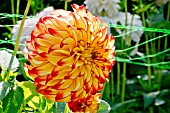 Dahlia Lady Darlene